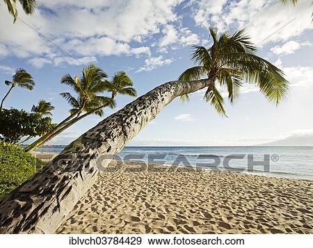 "Palm trees on the beach, Hanaka'o'o Beach Park, Maui, Hawaii, USA" View Large Photo Image Stock Photo - "Palm trees on the beach, Hanaka'o'o Beach Park, Maui, Hawaii, USA". Fotosearch