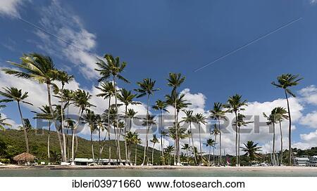 "Palm trees on the beach, Marigot Bay, Castries, Saint Lucia, North America" View Large Photo Image Stock Image - "Palm trees on the beach, Marigot Bay, Castries, Saint Lucia, North America". Fotosearch