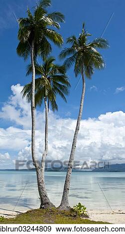 "Palm trees on the beach, Marovo Lagoon, Western Province, Solomon Islands, Oceania" View Large Photo Image Stock Photo - "Palm trees on the beach, Marovo Lagoon, Western Province, Solomon Islands, Oceania". Fotosearch