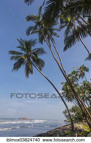 "Palm trees on the beach, near Maggona, Kapugoda Region, Western Province, Sri Lanka, Asia" View Large Photo Image Stock Image - "Palm trees on the beach, near Maggona, Kapugoda Region, Western Province, Sri Lanka, Asia". Fotosearch