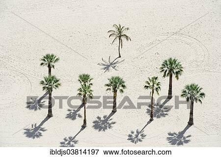 "Palm trees on the beach, Playa de las Teresitas, Santa Cruz, Tenerife, Canary Islands, Spain, Europe" View Large Photo Image Stock Photo - "Palm trees on the beach, Playa de las Teresitas, Santa Cruz, Tenerife, Canary Islands, Spain, Europe". Fotosearch