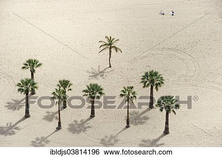 "Palm trees on the beach, Playa de las Teresitas, Santa Cruz, Tenerife, Canary Islands, Spain, Europe" View Large Photo Image Stock Photograph - "Palm trees on the beach, Playa de las Teresitas, Santa Cruz, Tenerife, Canary Islands, Spain, Europe". Fotosearch