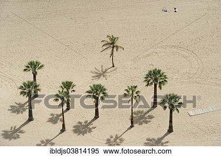 "Palm trees on the beach, Playa de las Teresitas, Santa Cruz, Tenerife, Canary Islands, Spain, Europe" View Large Photo Image Stock Photography - "Palm trees on the beach, Playa de las Teresitas, Santa Cruz, Tenerife, Canary Islands, Spain, Europe". Fotosearch
