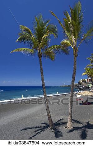 "Palm trees on the beach, Playa de Puerto Naos, La Palma, Canary Islands, Spain, Europe" View Large Photo Image Picture - "Palm trees on the beach, Playa de Puerto Naos, La Palma, Canary Islands, Spain, Europe". Fotosearch