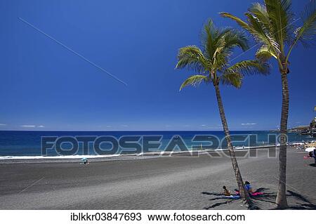 "Palm trees on the beach, Playa de Puerto Naos, La Palma, Canary Islands, Spain, Europe" View Large Photo Image Stock Image - "Palm trees on the beach, Playa de Puerto Naos, La Palma, Canary Islands, Spain, Europe". Fotosearch