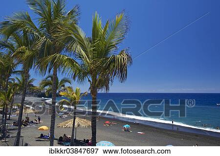 Stock Photo - "Palm trees on the beach, Playa de Puerto Naos, La Palma, Canary Islands, Spain, Europe". Fotosearch
