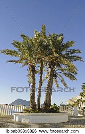 "Palm trees on the beach promenade in the morning light, Altea, Costa Blanca, Province of Alicante, Spain, Europe" View Large Photo Image Stock Photograph - "Palm trees on the beach promenade in the morning light, Altea, Costa Blanca, Province of Alicante, Spain, Europe". Fotosearch