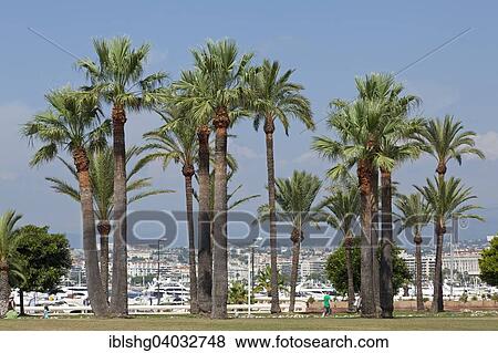 Stock Photo - "Palm trees on the beach promenade, Cannes, French Riviera, Provence-Alpes-Cote d'Azur, France, Europe". Fotosearch