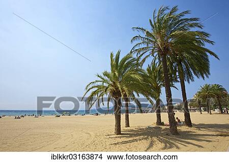 "Palm trees on the beach Saint Clair, Le Lavandou, Departement Var, Region Provence-Alpes-Cote d? ÇÖAzur, France, Europe" View Large Photo Image Picture - "Palm trees on the beach Saint Clair, Le Lavandou, Departement Var, Region Provence-Alpes-Cote d? ÇÖAzur, France, Europe". Fotosearch
