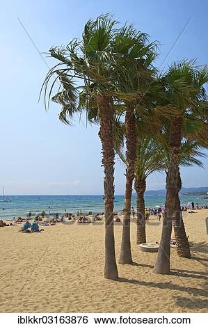"Palm trees on the beach Saint Clair, Le Lavandou, Departement Var, Region Provence-Alpes-Cote d? ÇÖAzur, France, Europe" View Large Photo Image Stock Photograph - "Palm trees on the beach Saint Clair, Le Lavandou, Departement Var, Region Provence-Alpes-Cote d? ÇÖAzur, France, Europe". Fotosearch