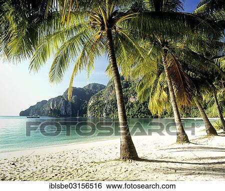 Stock Photograph - "Palm trees on the beach, Ton Sai Beach, Ko Phi Phi Don, Phi Phi Islands, Krabi Province, Southern Thailand, Thailand, Asia". Fotosearch