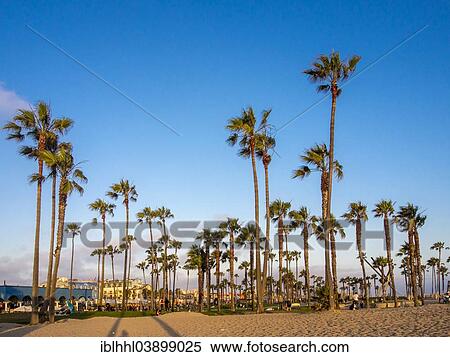"Palm trees on the beach, Venice Beach, California, United States, North America" View Large Photo Image Stock Photography - "Palm trees on the beach, Venice Beach, California, United States, North America". Fotosearch