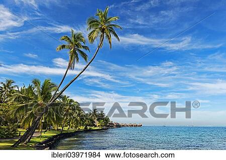 "Palm trees on the shore in front of overwater bungalows, Moorea, French Polynesia, Oceania" View Large Photo Image Picture - "Palm trees on the shore in front of overwater bungalows, Moorea, French Polynesia, Oceania". Fotosearch