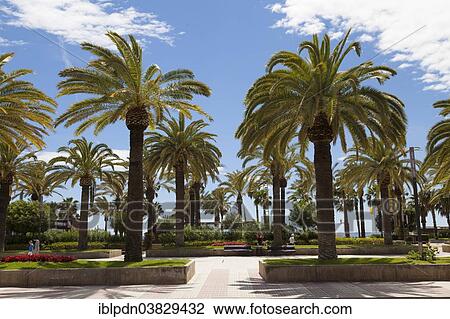 Stock Image - "Palm trees, Passeig de Jaume I Promenade, Salou, Catalonia, Spain, Europe". Fotosearch