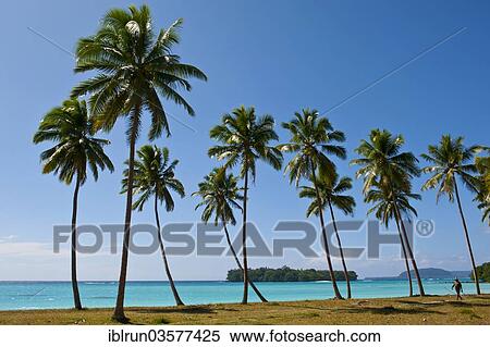 "Palm trees, Port Orly, Espiritu Santo, Sanma Province, Vanuatu, Oceania" View Large Photo Image Stock Photography - "Palm trees, Port Orly, Espiritu Santo, Sanma Province, Vanuatu, Oceania". Fotosearch