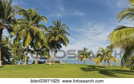 "Palm trees, sun loungers, Moorea, French Polynesia, Oceania" View Large Photo Image Stock Photography - "Palm trees, sun loungers, Moorea, French Polynesia, Oceania". Fotosearch