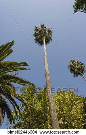 "Palm trees, The Maria Luisa Park, Parque de Maria Luisa, Seville, Sevilla, Andalusia, Spain, Europe" View Large Photo Image Picture - "Palm trees, The Maria Luisa Park, Parque de Maria Luisa, Seville, Sevilla, Andalusia, Spain, Europe". Fotosearch