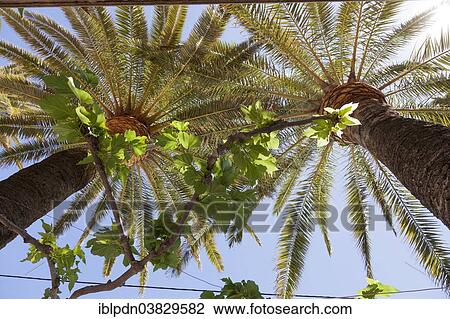 Stock Image - "Palm trees, Torredembarra, Catalonia, Spain, Europe". Fotosearch