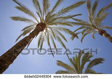"Palms (Arecaceae) in sunlight, Marbella, Costa del Sol, Andalusia, Spain, Europe, PublicGround, Europe" View Large Photo Image Picture - "Palms (Arecaceae) in sunlight, Marbella, Costa del Sol, Andalusia, Spain, Europe, PublicGround, Europe". Fotosearch