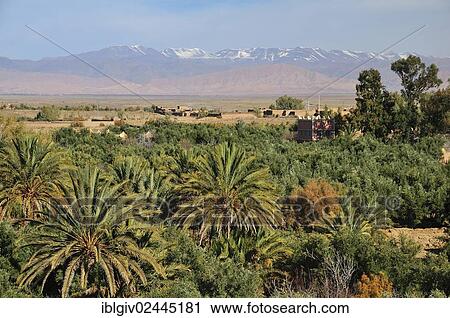 "Palms in the Draa Valley against the backdrop of the High Atlas Mountains, Ouarzazate, Morocco, Africa" View Large Photo Image Stock Image - "Palms in the Draa Valley against the backdrop of the High Atlas Mountains, Ouarzazate, Morocco, Africa". Fotosearch