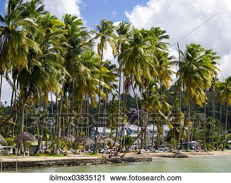 Stock Image - "Palms, Marigot Bay, Castries region, St. Lucia island, Lesser Antilles, Windward Islands, St. Lucia". Fotosearch