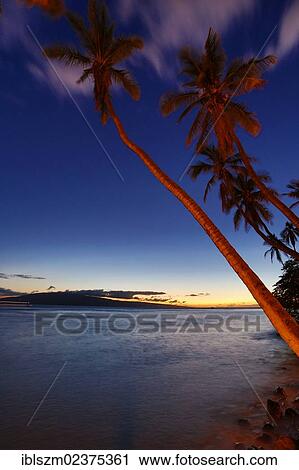 "Palms on Front street, Lahaina, Maui, Hawaii, USA" View Large Photo Image Stock Image - "Palms on Front street, Lahaina, Maui, Hawaii, USA". Fotosearch