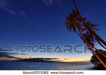 "Palms on Front street, Lahaina, Maui, Hawaii, USA" View Large Photo Image Stock Image - "Palms on Front street, Lahaina, Maui, Hawaii, USA". Fotosearch
