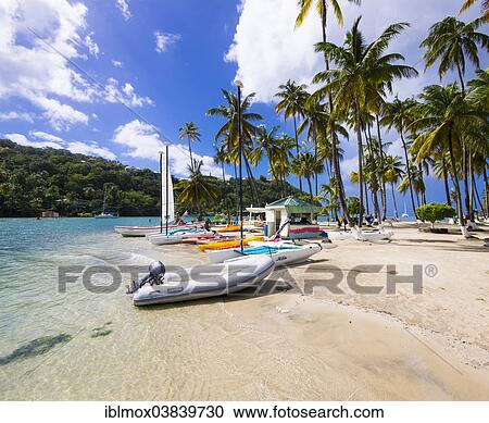 "Palms on the sandy beach in Marigot Bay, Castries region, St. Lucia island, Lesser Antilles, Windward Islands, St. Lucia" View Large Photo Image Stock Image - "Palms on the sandy beach in Marigot Bay, Castries region, St. Lucia island, Lesser Antilles, Windward Islands, St. Lucia". Fotosearch