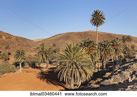 "Palms trees, landscape of Barranco de la Madre de Agua, near Ajuy, Fuerteventura, Canary Islands, Spain, Europe" View Large Photo Image Stock Image - "Palms trees, landscape of Barranco de la Madre de Agua, near Ajuy, Fuerteventura, Canary Islands, Spain, Europe". Fotosearch