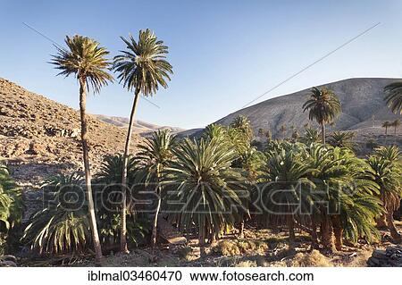 "Palms trees, landscape of Barranco de la Madre de Agua, near Ajuy, Fuerteventura, Canary Islands, Spain, Europe" View Large Photo Image Stock Image - "Palms trees, landscape of Barranco de la Madre de Agua, near Ajuy, Fuerteventura, Canary Islands, Spain, Europe". Fotosearch
