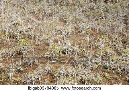 "Palo Santo (Bursera graveolens), Rabida Island, Galapagos, Unesco World Heritage Site, Ecuador, South America" View Large Photo Image Stock Photography - "Palo Santo (Bursera graveolens), Rabida Island, Galapagos, Unesco World Heritage Site, Ecuador, South America". Fotosearch
