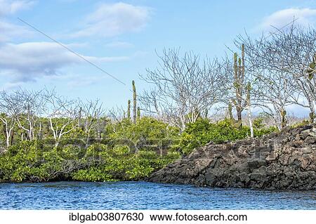 "Palo Santo trees (Bursera graveolens) and Red Mangroves (Rhizophora mangle), Santa Cruz Island, Galapagos Islands, Ecuador, South America" View Large Photo Image Stock Image - "Palo Santo trees (Bursera graveolens) and Red Mangroves (Rhizophora mangle), Santa Cruz Island, Galapagos Islands, Ecuador, South America". Fotosearch