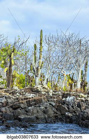 "Palo Santo trees (Bursera graveolens), Candelabra Cactuses (Jasminocereus thouarsii), Santa Cruz Island, Galapagos Islands, Ecuador, South America" View Large Photo Image Stock Image - "Palo Santo trees (Bursera graveolens), Candelabra Cactuses (Jasminocereus thouarsii), Santa Cruz Island, Galapagos Islands, Ecuador, South America". Fotosearch