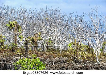 "Palo Santo trees (Bursera graveolens) and Giant Prickly Pear Cactuses (Opuntia robusta), Santa Cruz Island, Galapagos Islands, Ecuador, South America" View Large Photo Image Stock Photograph - "Palo Santo trees (Bursera graveolens) and Giant Prickly Pear Cactuses (Opuntia robusta), Santa Cruz Island, Galapagos Islands, Ecuador, South America". Fotosearch
