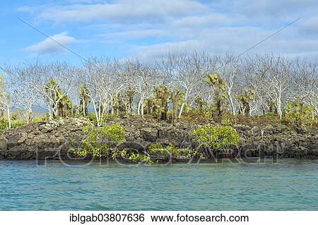 "Palo Santo trees (Bursera graveolens), Red Mangroves (Rhizophora mangle) and Giant Prickly Pear Cactuses (Opuntia robusta), Santa Cruz Island, Galapagos, Ecuador, South America" View Large Photo Image Stock Photograph - "Palo Santo trees (Bursera graveolens), Red Mangroves (Rhizophora mangle) and Giant Prickly Pear Cactuses (Opuntia robusta), Santa Cruz Island, Galapagos, Ecuador, South America". Fotosearch