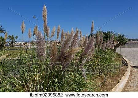 "Pampas grass, city walls, Lagos, Algarve, Portugal, Europe" View Large Photo Image Stock Image - "Pampas grass, city walls, Lagos, Algarve, Portugal, Europe". Fotosearch