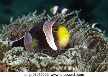 "Panda Anemonefish or Saddleback Anemonefish (Amphiprion polymus) in a Beaded Sea Anemone or Aurora Host Anemone (Heteractis aurora), Great Barrier Reef, UNESCO World Natural Heritage Site, Pacific Ocean, Queensland, Australia, Oceania" View Large Photo Image Stock Image - "Panda Anemonefish or Saddleback Anemonefish (Amphiprion polymus) in a Beaded Sea Anemone or Aurora Host Anemone (Heteractis aurora), Great Barrier Reef, UNESCO World Natural Heritage Site, Pacific Ocean, Queensland, Australia, Oceania". Fotosearch