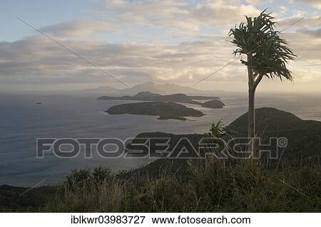 "Pandanus tree high above the South Pacific, Naviti, Yasawa Islands, Fiji, Oceania" View Large Photo Image Stock Photo - "Pandanus tree high above the South Pacific, Naviti, Yasawa Islands, Fiji, Oceania". Fotosearch