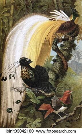 "Panel, birds of paradise (Paradisaeidae), illustration from Meyers Encyclopedia, 1897" View Large Photo Image Stock Image - "Panel, birds of paradise (Paradisaeidae), illustration from Meyers Encyclopedia, 1897". Fotosearch