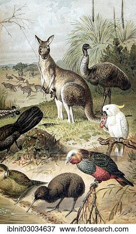 "Panel on Australian fauna, from Meyers Konversationslexikon encyclopedia, 1897" View Large Photo Image Stock Photo - "Panel on Australian fauna, from Meyers Konversationslexikon encyclopedia, 1897". Fotosearch