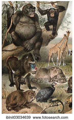 "Panel on Ethiopian fauna, from Meyers Konversationslexikon encyclopedia, 1897" View Large Photo Image Stock Photo - "Panel on Ethiopian fauna, from Meyers Konversationslexikon encyclopedia, 1897". Fotosearch