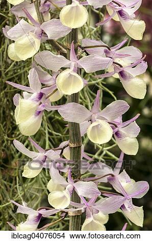 "Panicles of an Orchid (Dendrobium pierardii), Palm Garden, Frankfurt am Main, Hesse, Germany, Europe" View Large Photo Image Picture - "Panicles of an Orchid (Dendrobium pierardii), Palm Garden, Frankfurt am Main, Hesse, Germany, Europe". Fotosearch