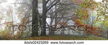 Panorama, old Beech (Fagus) trees in autumn, foggy mood, Breidscheid, Westerwald, Hesse, Germany, Europe View Large Photo Image Stock Photo - Panorama, old Beech (Fagus) trees in autumn, foggy mood, Breidscheid, Westerwald, Hesse, Germany, Europe. Fotosearch