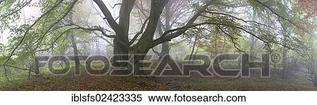 Stock Photography - Panorama, old Beech (Fagus) trees in autumn, foggy mood, Breidscheid, Westerwald, Hesse, Germany, Europe. Fotosearch