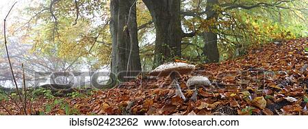 Panorama, Parasol Mushrooms (Lepiota procera) and old Beech (Fagus) trees in autumn, foggy mood, Breidscheid, Westerwald, Hesse, Germany, Europe View Large Photo Image Stock Image - Panorama, Parasol Mushrooms (Lepiota procera) and old Beech (Fagus) trees in autumn, foggy mood, Breidscheid, Westerwald, Hesse, Germany, Europe. Fotosearch
