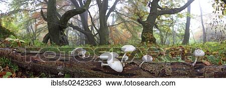 Panorama, Porcelain Fungus (Oudemansiella mucida) in front of old Beech (Fagus) trees in autumn, foggy mood, Breidscheid, Westerwald, Hesse, Germany, Europe View Large Photo Image Stock Image - Panorama, Porcelain Fungus (Oudemansiella mucida) in front of old Beech (Fagus) trees in autumn, foggy mood, Breidscheid, Westerwald, Hesse, Germany, Europe. Fotosearch