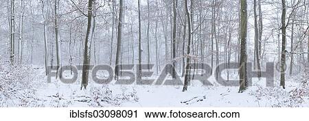 "Panoramic view, beech forest (Fagus sylvatica) with snowy tree trunks, Solms, Westerwald, Lahn-Dill, Hesse, Germany, Europe" View Large Photo Image Stock Image - "Panoramic view, beech forest (Fagus sylvatica) with snowy tree trunks, Solms, Westerwald, Lahn-Dill, Hesse, Germany, Europe". Fotosearch