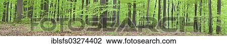 "Panoramic view, beech forest (Fagus sylvatica), spring, several days after foliation, Greifenstein, Westerwald, Hesse, Germany, Europe" View Large Photo Image Stock Image - "Panoramic view, beech forest (Fagus sylvatica), spring, several days after foliation, Greifenstein, Westerwald, Hesse, Germany, Europe". Fotosearch