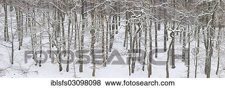 "Panoramic view, beech forest (Fagus sylvatica) with snowy tree trunks, Solms, Westerwald, Lahn-Dill, Hesse, Germany, Europe" View Large Photo Image Stock Photo - "Panoramic view, beech forest (Fagus sylvatica) with snowy tree trunks, Solms, Westerwald, Lahn-Dill, Hesse, Germany, Europe". Fotosearch