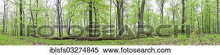 "Panoramic view, beech forest (Fagus sylvatica), spring, several days after foliation, Greifenstein, Westerwald, Hesse, Germany, Europe" View Large Photo Image Stock Photography - "Panoramic view, beech forest (Fagus sylvatica), spring, several days after foliation, Greifenstein, Westerwald, Hesse, Germany, Europe". Fotosearch
